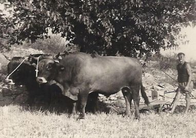 Mas de la Bastide, ancienne ferme rénovée en gites à Joyeuse